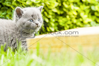 Young grey kitten lying in the garden on fresh green grass