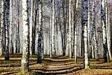 Sunny pathway in november autumn birch grove