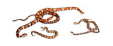 male and female and babies Copperhead snake or highland moccasin