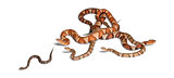male and female and babies Copperhead snake or highland moccasin