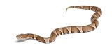 Young Copperhead snake or highland moccasin - Agkistrodon contor