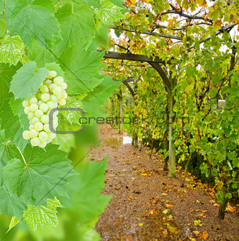 wine yard allwy with grape