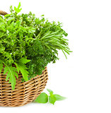 Collection of Fresh Spicy Herbs in Basket / isolated / Vertical
