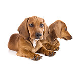 Two cute Dachshund Puppies / Isolated