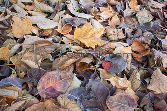 fall leaves texture background