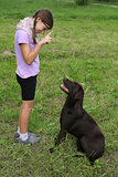 Girl trains a dog on a meadow