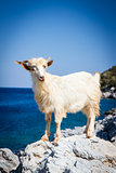 Goat on rock
