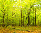 Green leaves of the forest in the first days of autumn 