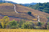 fall at wine country