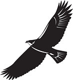 American Eagle Flying Woodcut