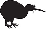 Kiwi Bird Isolated