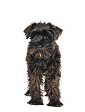 miniature schnauzer is isolated on a white background