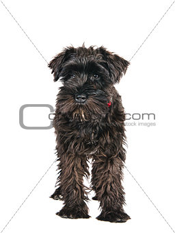 miniature schnauzer is isolated on a white background