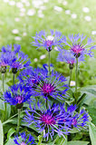 Beautiful cornflowers in the meadow, close-up