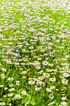 Glade beautiful little daisy, close-up