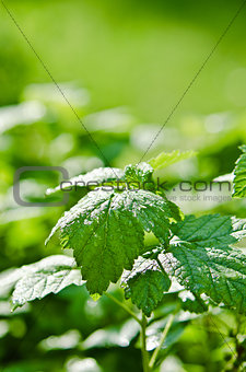 Raspberry leaves with drops of water after a summer rain, close-