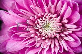 Petals of a pink chrysanthemum a close up