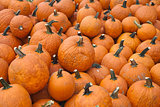 The Harvest of Pumpkins