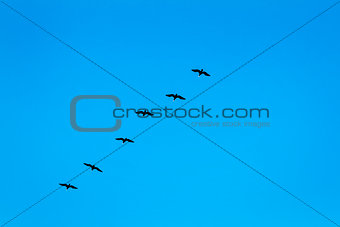Silhouettes of flying cormorants