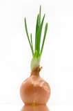 sprouted bulb onions