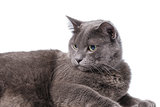 Young adult british shorthair cat with green eyes