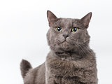 Young adult british shorthair cat with green eyes