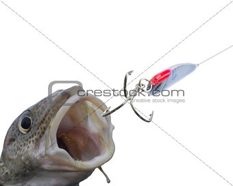 codfish and bait