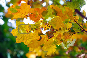 Many colored autumn leaves of maple