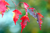 Branch of maple with red leaves in Autumn