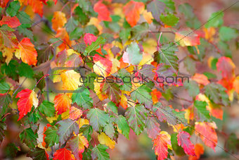 Many colored autumn leaves