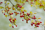 Red berry of hawthorn and green leaves in Autumn
