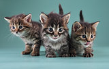 group of three little kittens together