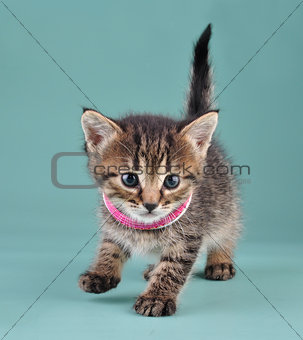 studio portrait of little kitten with Indian bracelets