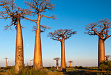 Group of baobab trees