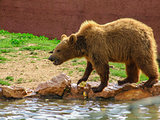 Brown Bear Eating