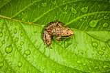 Miniature from sitting on a Wet Leaf