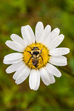 Closeup of a Bee Perfectly Centered on a Daisy Flower with water