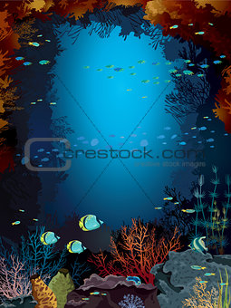Coral reef and school of fish.
