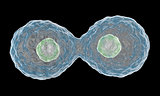 Multiplying Cells on Black Background.
