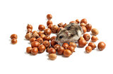 hamster sits surrounded by acorns