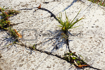 grass growing through the concrete