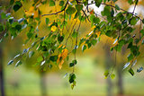 Branches with birch leaves in Autumn