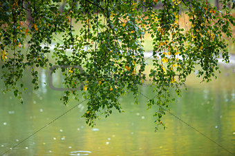 Branches with birch leaves over the water