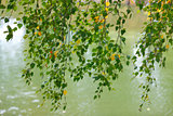 Branches with birch leaves over the water