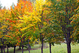 Many autumn trees with colored leaves