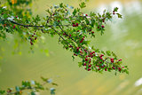 Red berry of hawthorn and green leaves in Autumn