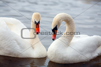 Two swans in a lake