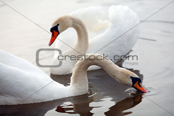 Two swans in a lake