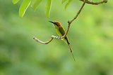 Green Bee-eater (Merops orientalis)