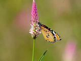 Plain Tiger butterfly (Danaus chrysippus)